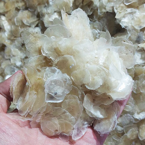dried Fish Scale